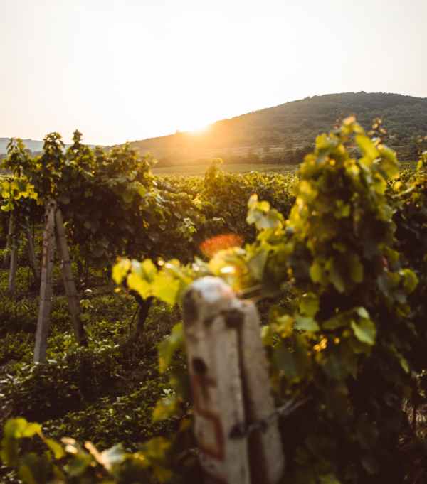 Vackra Rioja Baja i solnedgången