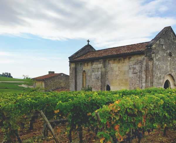 Vingård i Saint-Émilion i Bordeaux där man odlar Merlot