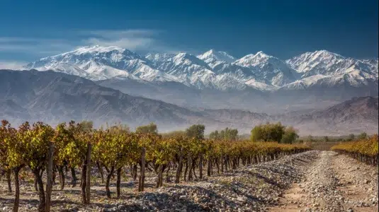 Högt belägen vingård i Mendoza med malbec-vinstockar och Anderna i bakgrunden
